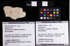 Foto (Objket + Etiketten) von Bullariscus sp. 